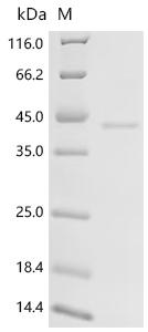Recombinant Mouse Inhibin beta E chain (Inhbe)