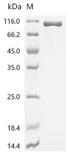 Recombinant Mouse Complement factor B (Cfb)