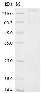 Recombinant Rat Coiled-coil domain containing 112 (Ccdc112)