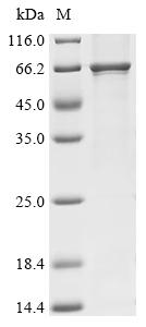 Recombinant Rat Klotho (Kl), partial