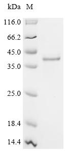 Recombinant Human Mammaglobin-B (SCGB2A1)