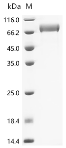 Recombinant Macrovipera lebetina Chymotrypsin-like protease VLCTLP