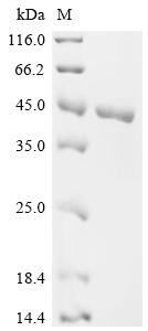 Recombinant Mouse Glycerol-3-phosphate dehydrogenase [NAD(+)], cytoplasmic (Gpd1)