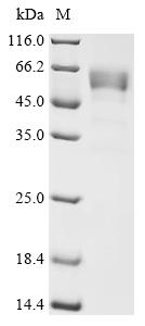 Recombinant Mouse Gamma-synuclein (Sncg)