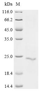 Recombinant Human Serine protease 1 (PRSS1)