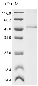 Recombinant Mouse Neurogenic differentiation factor 1 (Neurod1)(H115A)