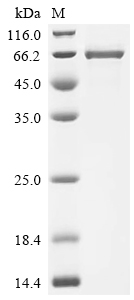 Recombinant Human Desmoglein-1 (DSG1), partial