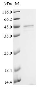 Recombinant Human Guanine nucleotide-binding protein G(i) subunit alpha-1 (GNAI1)