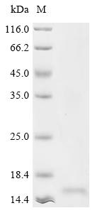 Recombinant Human Lysozyme C (LYZ)