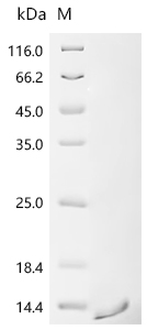 Recombinant Escherichia phage 933W Shiga-like toxin 2 subunit B (stxB2)