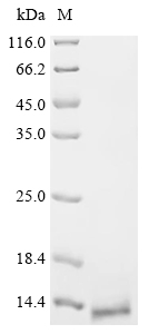 Recombinant Escherichia phage 933W Shiga-like toxin 2 subunit B (stxB2)