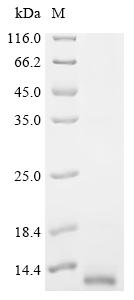 Recombinant Enterobacteria phage H19B Shiga-like toxin 1 subunit B (stxB)