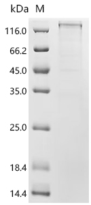 Recombinant Mouse Integrin alpha-X (Itgax), partial