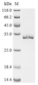 Recombinant Thermotoga maritima Pseudouridine-5'-phosphate glycosidase (psuG)