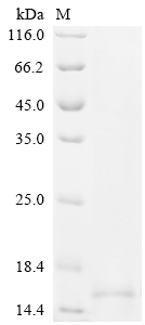 Recombinant Human Origin recognition complex subunit 1 (ORC1), partial
