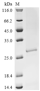 Recombinant Human Origin recognition complex subunit 1 (ORC1), partial