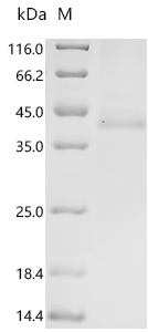 Recombinant Human herpesvirus 6A Immediate-early protein 1 (U90/U89), partial