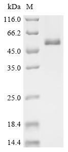 Recombinant Human DNA replication ATP-dependent helicase/nuclease DNA2 (DNA2), partial