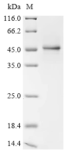 Recombinant Human herpesvirus 6A Immediate-early protein 1 (U90/U89), partial