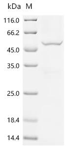 Recombinant Tick-borne encephalitis virus Far Eastern subtype Genome polyprotein, partial