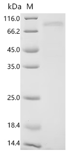 Recombinant Human Lactotransferrin (LTF)