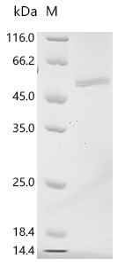 Recombinant Tick-borne encephalitis virus European subtype Genome polyprotein, partial