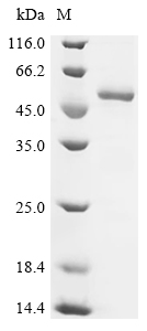 Recombinant Tick-borne encephalitis virus Far Eastern subtype Genome polyprotein, partial