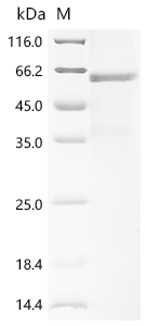 Recombinant Human Islet cell autoantigen 1 (ICA1)