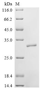 Recombinant Human Neutrophil elastase (ELANE)
