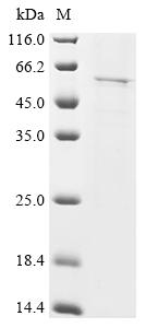 Recombinant Human Islet cell autoantigen 1 (ICA1)