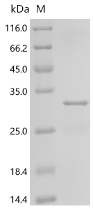Recombinant Tetronarce californica Acetylcholine receptor subunit alpha (CHRNA1), partial