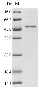 Recombinant Human Follicle-stimulating hormone receptor (FSHR), partial