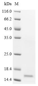 Recombinant Human Bromodomain-containing protein 2 (BRD2), partial