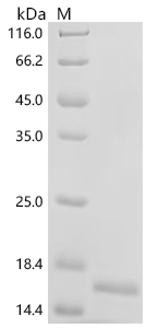 Recombinant Human Bromodomain-containing protein 4 (BRD4), partial