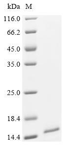 Recombinant Human Bromodomain-containing protein 4 (BRD4), partial