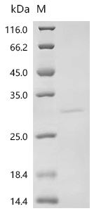 Recombinant Rotavirus A Non-structural glycoprotein 4, partial