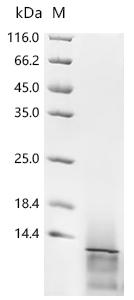 Recombinant Epstein-Barr virus Protein BMRF2 (BMRF2), partial