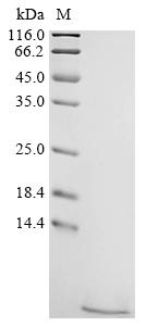 Recombinant Mouse Natriuretic peptides A (Nppa)