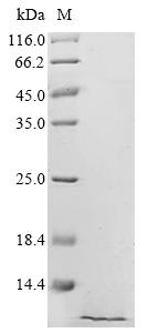 Recombinant Bovine Pulmonary surfactant-associated protein B (SFTPB)