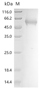 Recombinant Citrus unshiu Limonoid UDP-glucosyltransferase