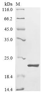 Recombinant Ganoderma lucidum Immunomodulatory protein Ling Zhi-8
