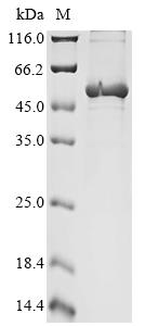 Recombinant Cricetulus griseus Elongation factor 1-alpha 1 (EEF1A1)