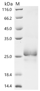 Recombinant Necator americanus Ancylostoma secreted protein 2 (ASP2)