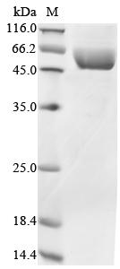 Recombinant Human Hypoxia-inducible factor 1-alpha inhibitor (HIF1AN)