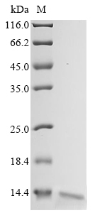 Recombinant Escherichia coli Ribonuclease E (rne), partial