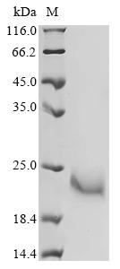 Recombinant Necator americanus Ancylostoma secreted protein 2 (ASP2)