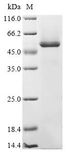 Recombinant Horse Vascular endothelial growth factor A (VEGFA)