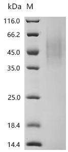 Recombinant Human Pro-neuregulin-1, membrane-bound isoform (NRG1), partial