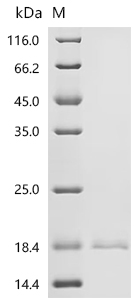 Recombinant Rat Zymogen granule membrane protein 16 (Zg16)