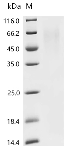 Recombinant Feline herpesvirus 1 Envelope glycoprotein D (US6), partial
